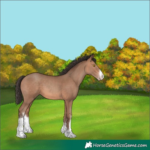 Horse Color:White Spotted Sable Champagne