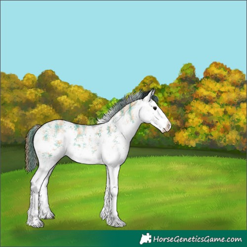 Horse Color:Plaid White Spotted Bay Dun Sabino