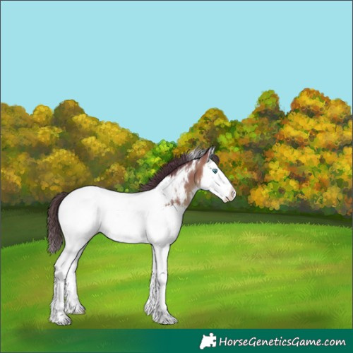 Horse Color:White Spotted Amber Champagne Splash Near Fewspot