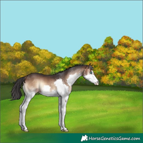 Horse Color:Brown Onyx Splash