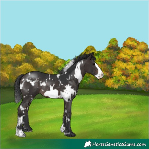 Horse Color:White Spotted Brown Frame Rabicano