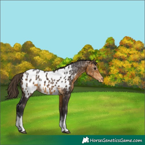 Horse Color:White Spotted Buckskin Ice Blanket 