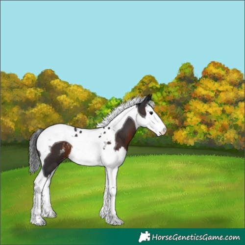 Horse Color:Brown Splash Tobiano Blanket