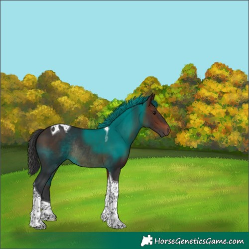 Horse Color:Brown Tobiano Rabicano