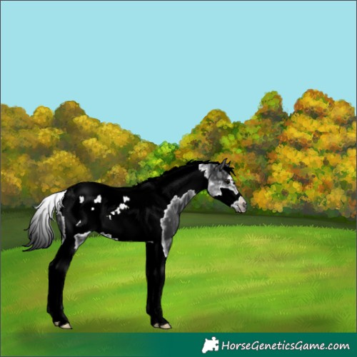 Horse Color:Black Ice Tobiano Frame 