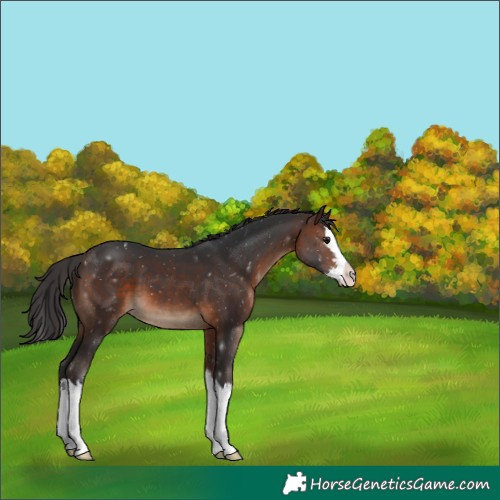 Horse Color:Brown Splash 