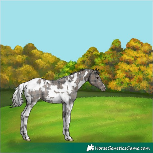 Horse Color:Plaid  White Spotted Black Tobiano Blanket 