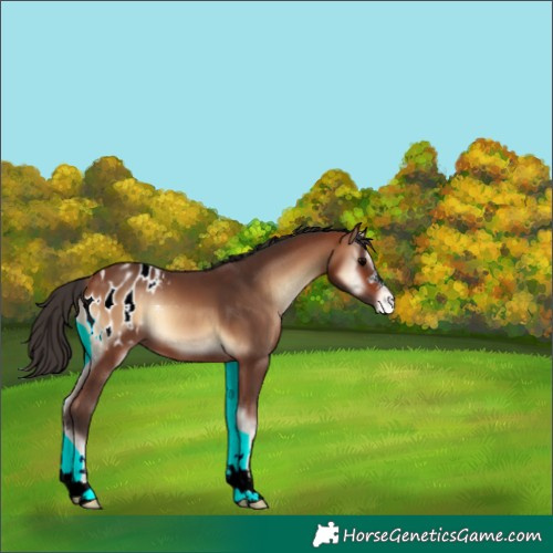 Horse Color:Bay Onyx Blanket