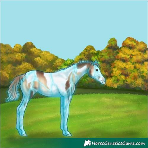 Horse Color:Thunderstruck Red Onyx Splash Tobiano Rabicano