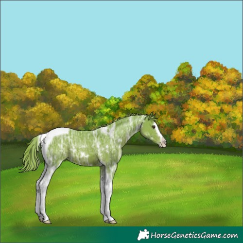 Horse Color:Watercolor White Spotted Liver Chestnut Ice Splash Tobiano