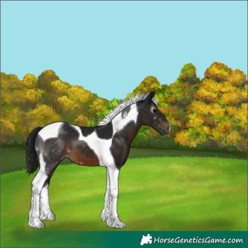 Horse Color:Gray Brown Tobiano