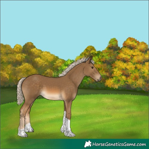 Horse Color:Chocolate Palomino Tobiano Rabicano