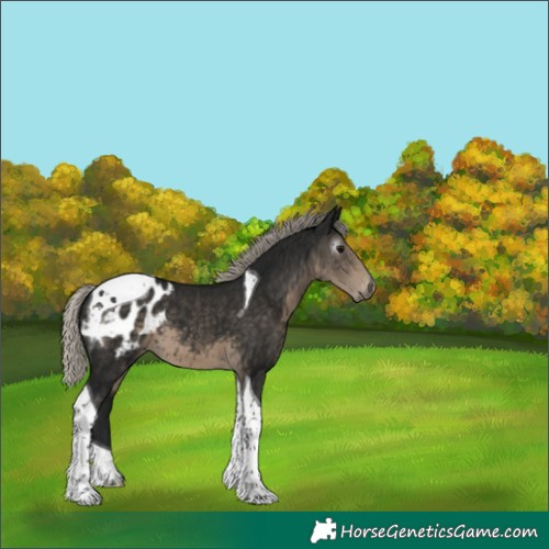 Horse Color:Gray Silver Smoky Black Tobiano Blanket 