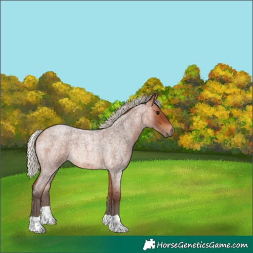 Horse Color:Silver Bay Roan Rabicano 