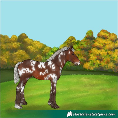 Horse Color:White Spotted Silver Brown 