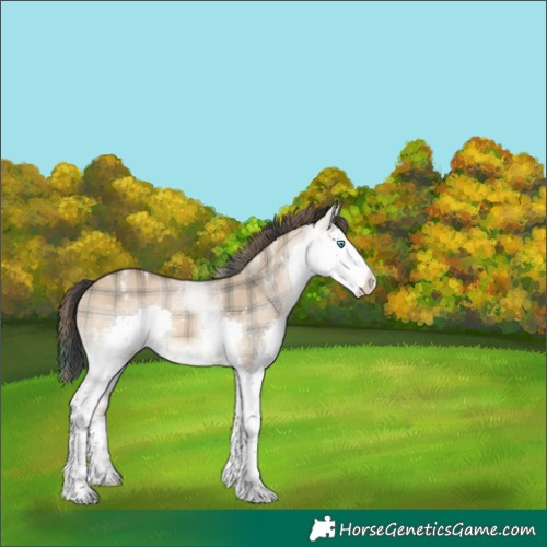 Horse Color:Plaid  White Spotted Bay Dun Sabino Splash Brindle 