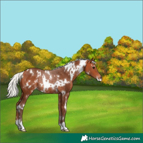 Horse Color:White Spotted Silver Bay Rabicano