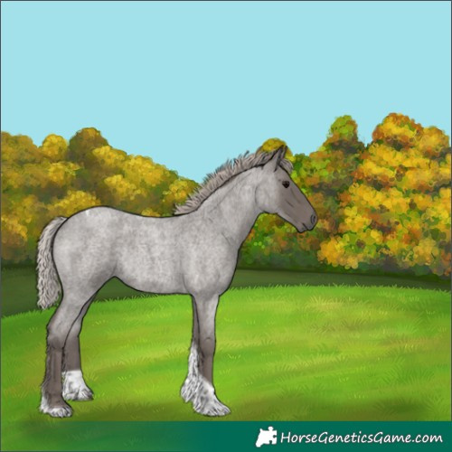 Horse Color:Silver Blue Roan Tobiano Rabicano 