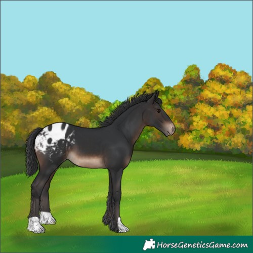 Horse Color:Brown Blanket 