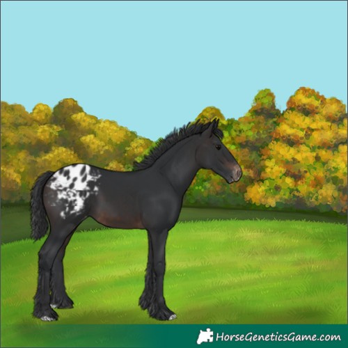 Horse Color:Brown Varnish 