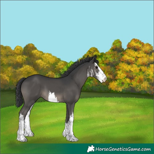 Horse Color:White Spotted Black
