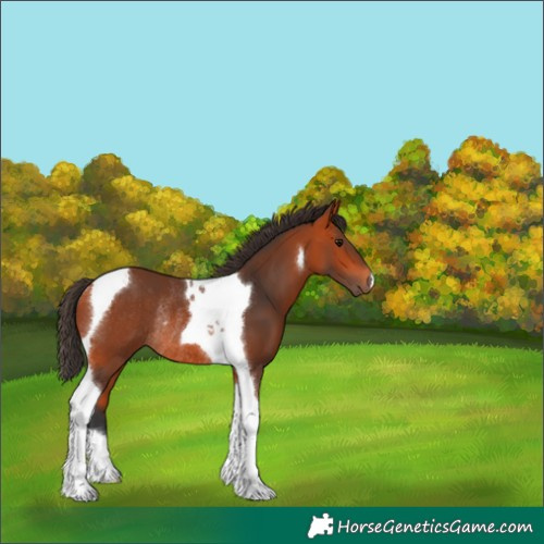 Horse Color:Bay Tobiano Rabicano