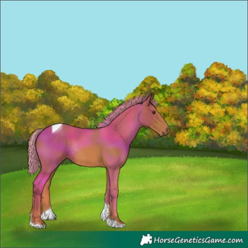Horse Color:Chestnut Tobiano Rabicano