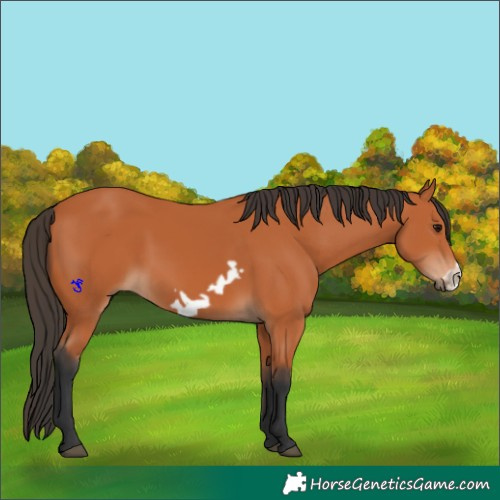 Horse Color:Bay Frame