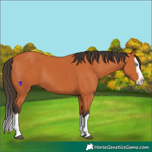 Horse Color:Bay Splash 