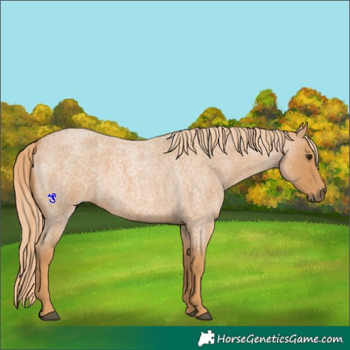 Horse Color:Red Roan
