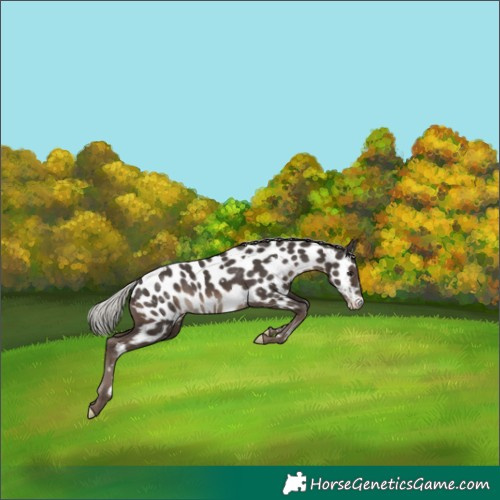 Horse Color:White Spotted Silver Black Near Leopard