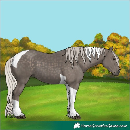 Horse Color:Silver Black Tobiano 