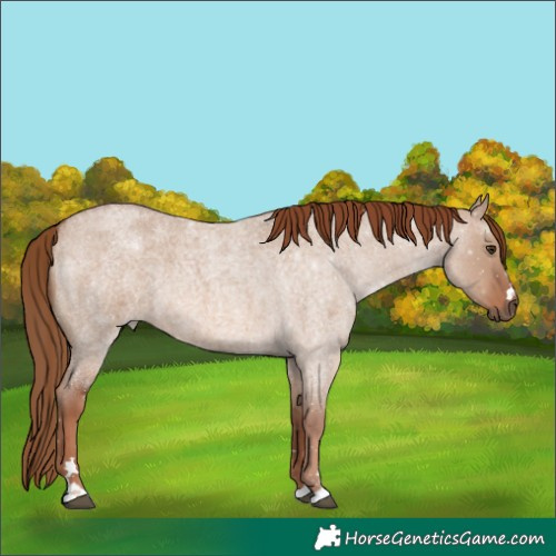 Horse Color:Red Dun Roan