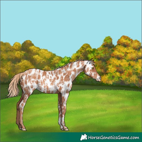 Horse Color:Gold Champagne Near Leopard and Gold Champagne Near Leopard