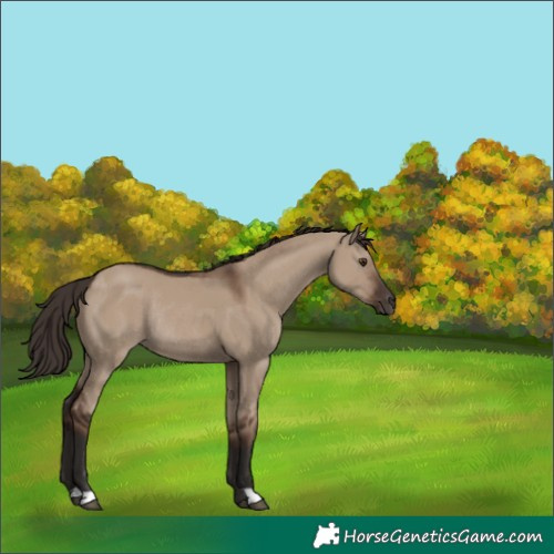Horse Color:Liver Red Dun Rabicano