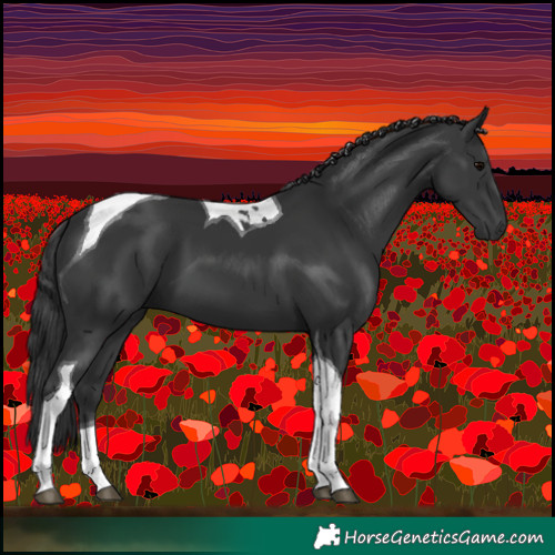 Horse Color:Black Tobiano