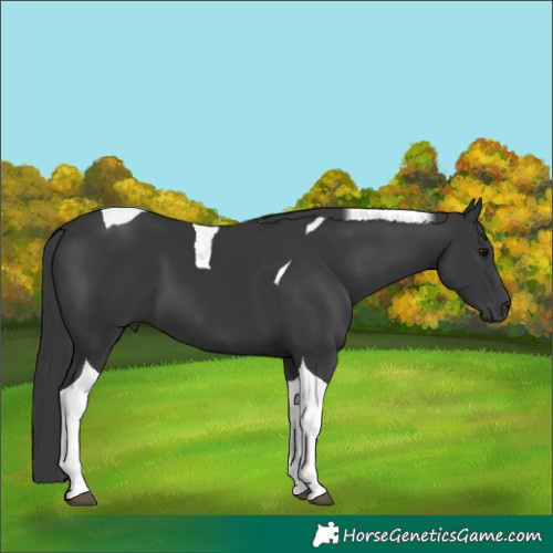 Horse Color:Black Tobiano