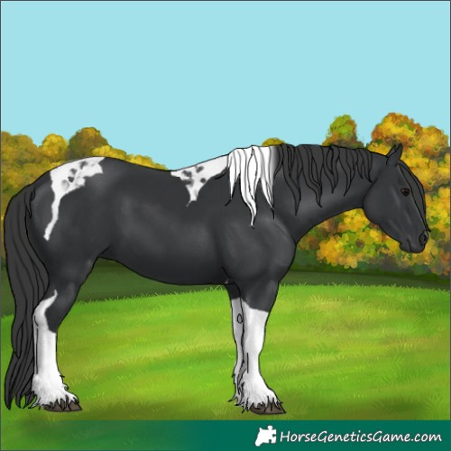 Horse Color:Black Tobiano 