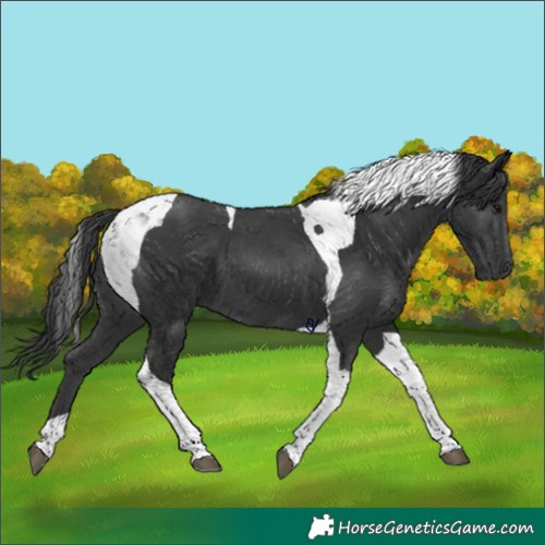 Horse Color:Black Tobiano 