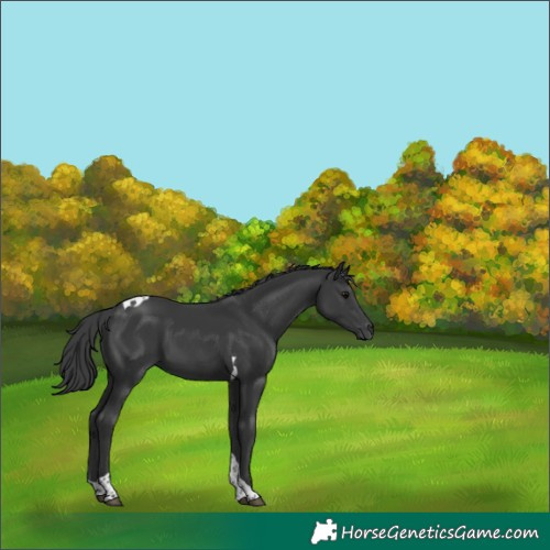 Horse Color:Black Tobiano 