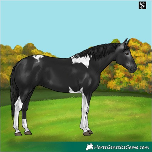 Horse Color:Gray Black Tobiano 