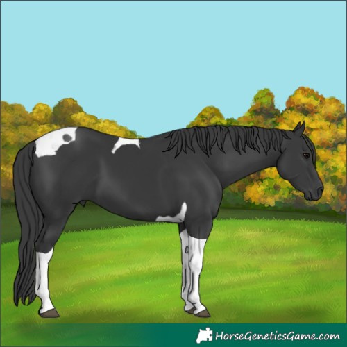 Horse Color:Black Tobiano