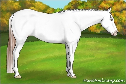 Horse Color:Red Roan Appaloosa Rabicano 