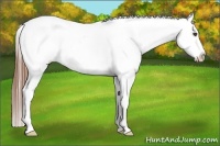 Horse Color:Red Roan Near Leopard Rabicano