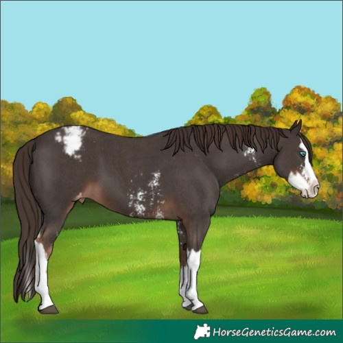 Horse Color:Liver Chestnut Sabino Splash Varnish and Liver Chestnut Sabino Splash Varnish