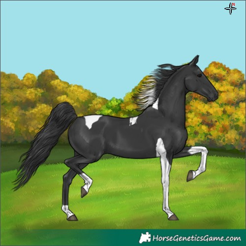 Horse Color:Black Tobiano 