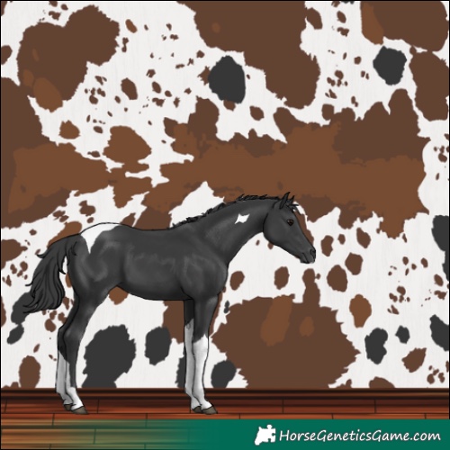 Horse Color:Black Tobiano 