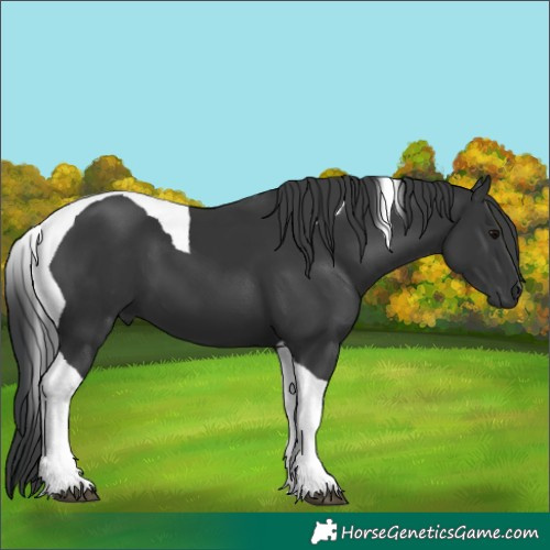 Horse Color:Black Tobiano