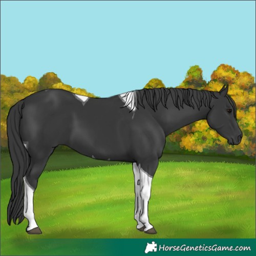 Horse Color:Black Tobiano
