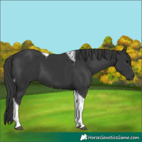 Horse Color:Black Tobiano 